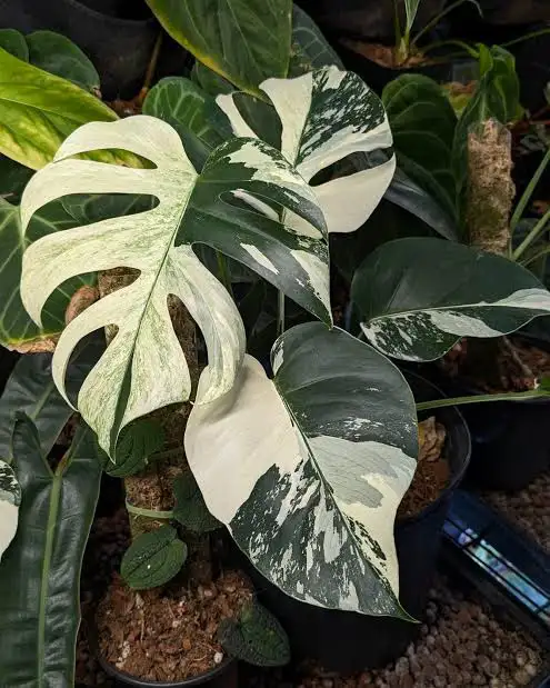 Flash sales on rare monstera wetsticks- 3 wetsticks $100 in Plants, Fertilizer & Soil in City of Toronto - Image 2