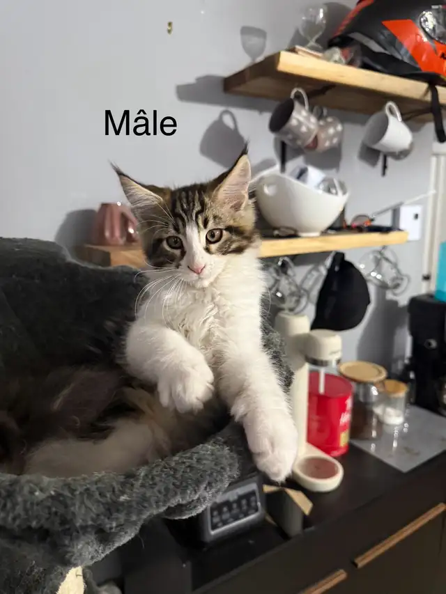 Main Coon in Cats & Kittens for Rehoming in Laurentides - Image 2