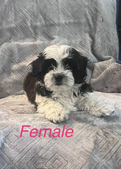 Ready to go! 10 weeks old! Vet visit done! One adorable pup left for rehoming! Pictures updated June...