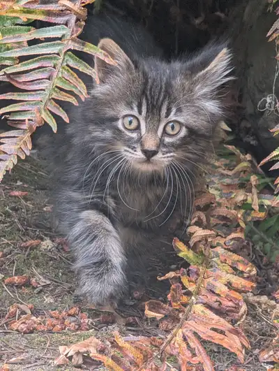 Kittens., View more