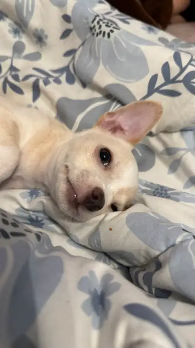 This boy is a sweet gem. Pee pad trained De wormed He’s a happy boy. Always happy to greet you when...