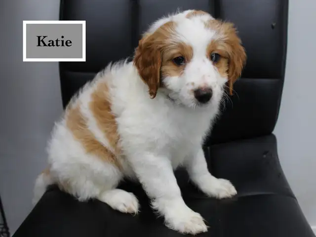 WAVENY GOLDENS - F1b Mini Goldendoodles in Dogs & Puppies for Rehoming in Strathcona County - Image 6