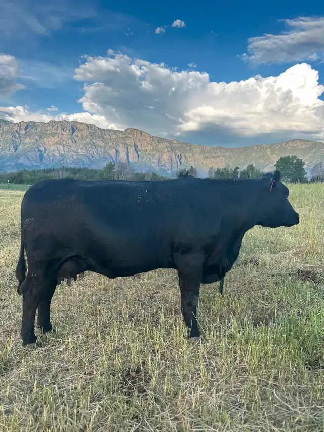 Angus/Simm Cows in Livestock in Nelson - Image 5