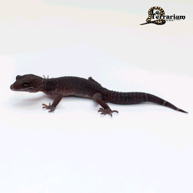 Gecko chinois des cavernes mâle  dans Reptiles et amphibiens à adopter  à Ville de Québec