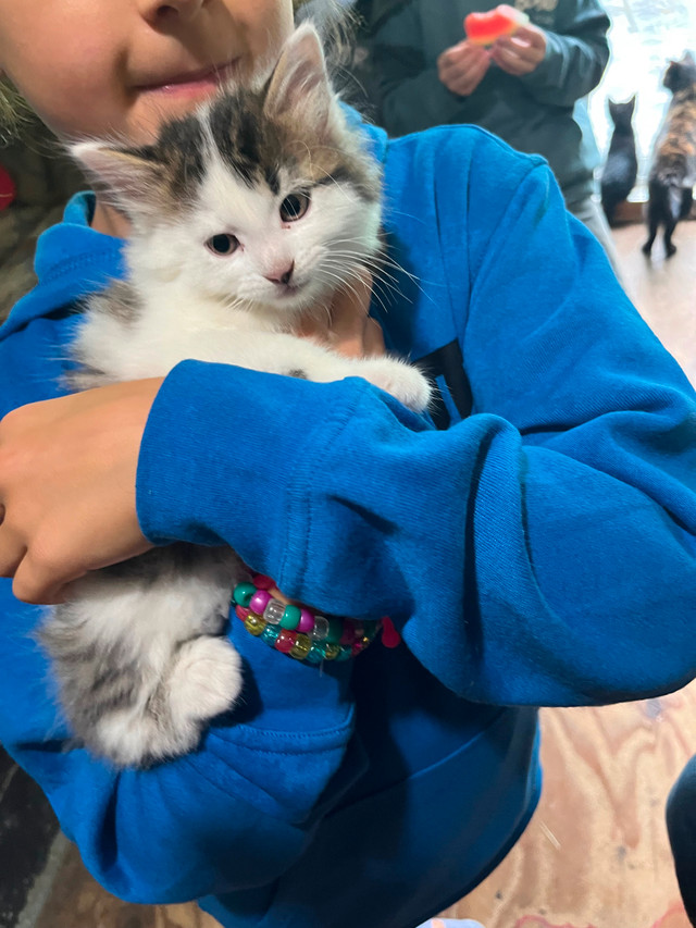 Petits chatons dans Chats et chatons à adopter  à Victoriaville - Image 2