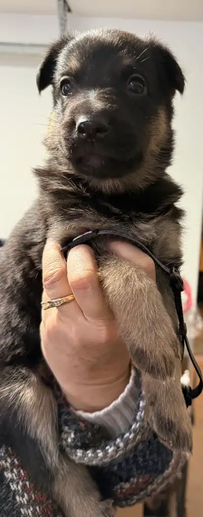 Puppies for sale, View more