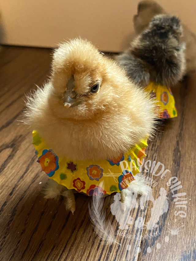 Purebred bearded crested Silkie chicks Easter hatch in Livestock in Barrie - Image 4