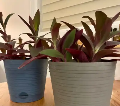 TWO PURPLE HEART plants in self-watering planters, View more