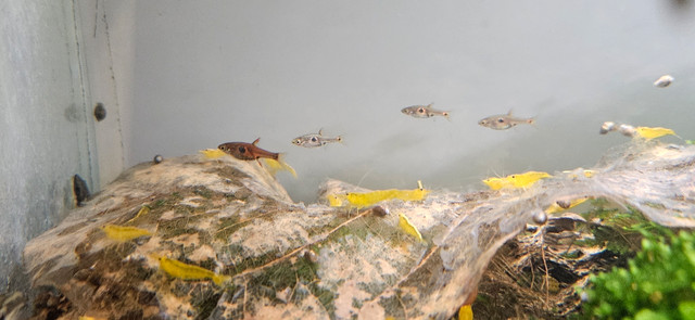 Yellow Golden back shrimps in Fish for Rehoming in Peterborough - Image 4