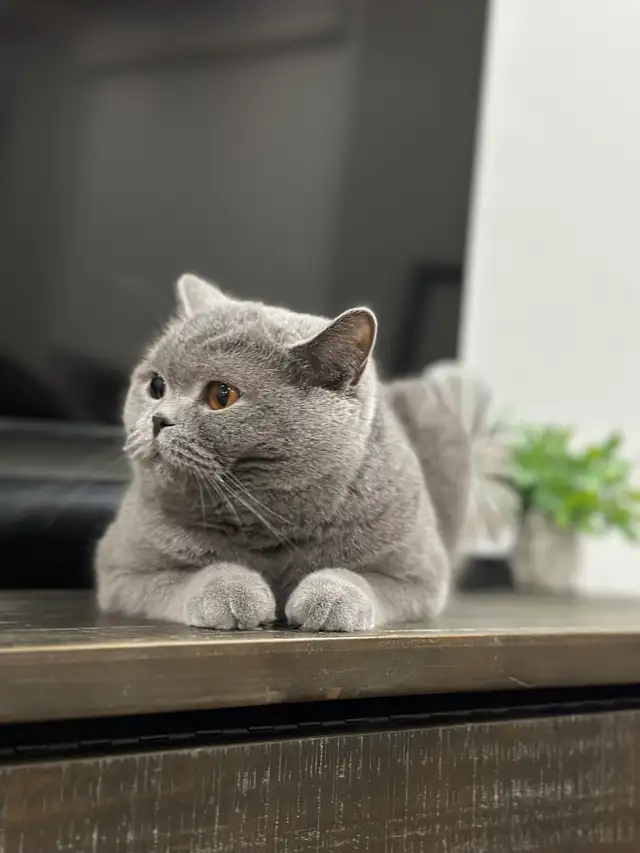 Registered British Shorthair