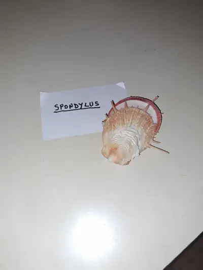 Spondylus 2 valves
