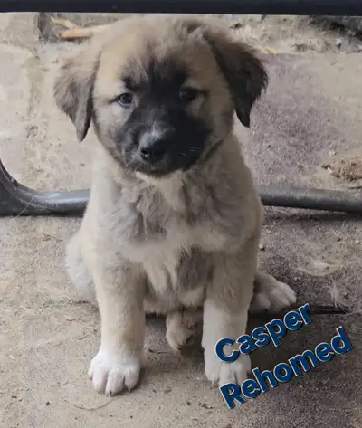 LGD Kangal Puppy's, View more
