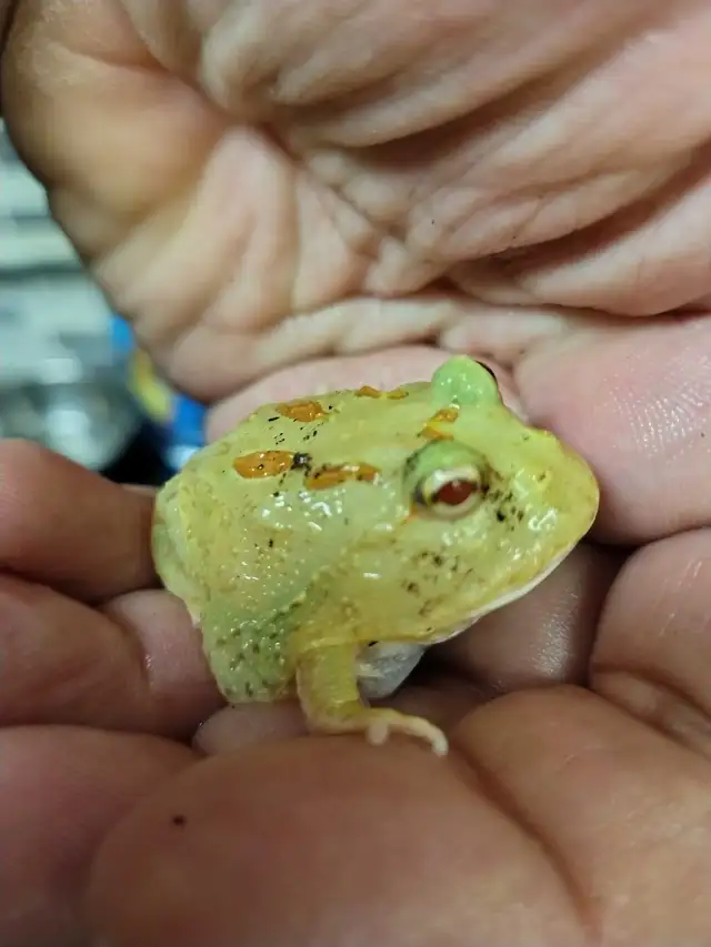 Pikachu Pac-Man frog in Reptiles & Amphibians for Rehoming in Kawartha Lakes - Image 3