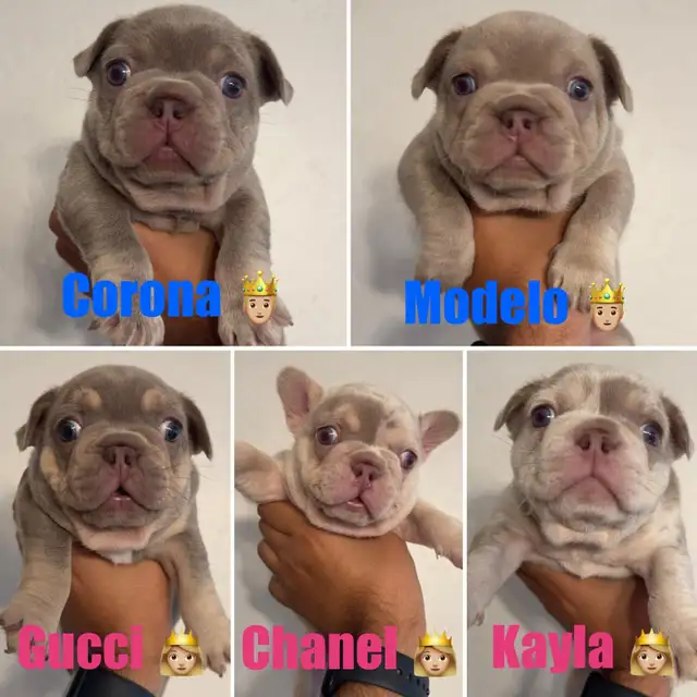 chiots Bulldog francais de très bon lignée  , french BULLDOG in Dogs & Puppies for Rehoming in Laval / North Shore - Image 2
