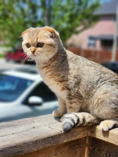 Breed: Scottish Fold • Color: Black Golden Shaded / Golden Tabby • Gender: Female • Born: December 2...