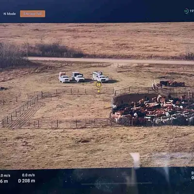 Supervised pasture for rent Water sources (dugouts,sloughs) 3-4 strand fences Corral systems in plac...