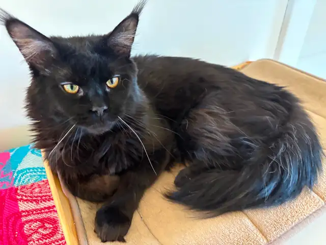 MAINE COONS in Cats & Kittens for Rehoming in New Glasgow - Image 10