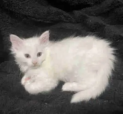 I'm offering two full white kittens, 2 white kittens with small grey “Harry Potter” mark on head and...