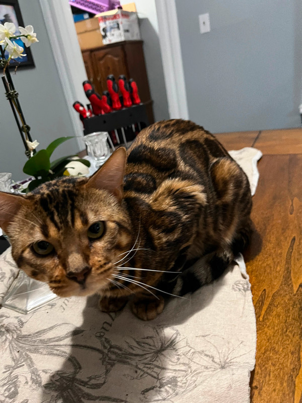 Purebread male Bengal 1 year old intact with papers Cats & Kittens