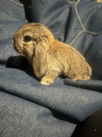 Baby holland lop rabbits 2 bucks and 2 does