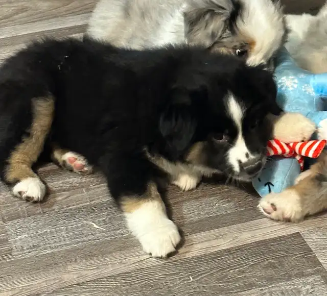 CKC Miniature American Shepherd (AKA : Mini Aussie)  in Dogs & Puppies for Rehoming in Napanee - Image 4