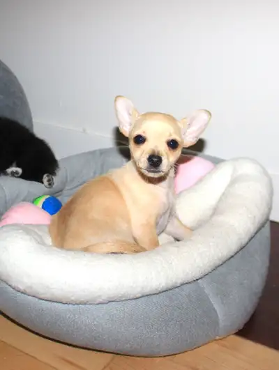 Female Chihuahua Puppy  -  Ready to Go, View more