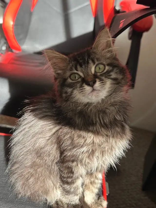 Kittens Russian x siberian Crossbreed mid  Hair Grey Kittens 2