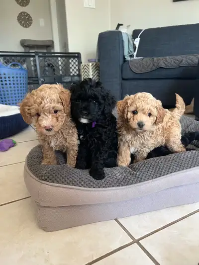 Mini Aussiedoodle F1B health tested, View more