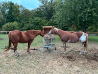 Two project horses for sale