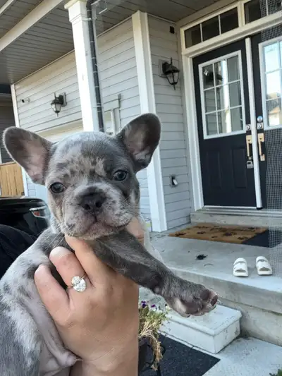 Blue Merle French bulldog pups, View more