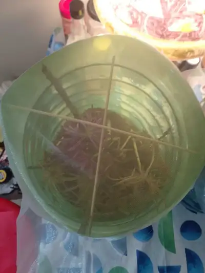 A L3 or L4 Mantis in a 15L cooler bottle enclosure. Substrate consists of cedar mulch and sand. Stic...