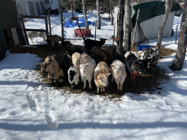 Nigerian Dwarf Goats in Livestock in Prince Albert