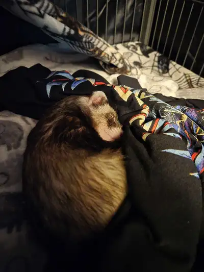 LOOKING FOR - ferret/s $$$, View more
