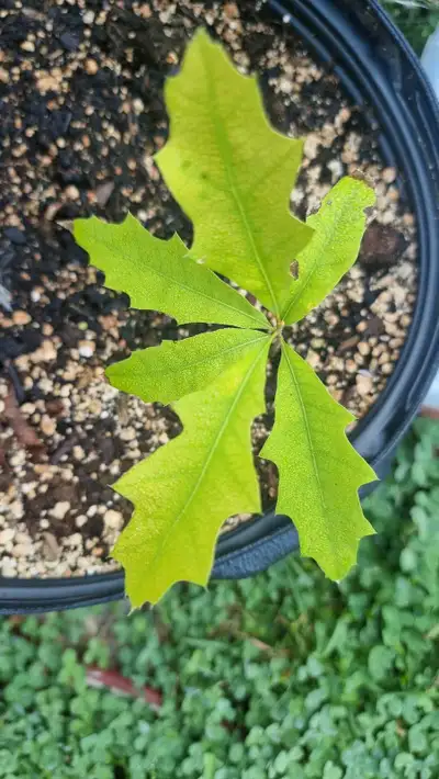 Swamp White Oak Tree Seedling, View more