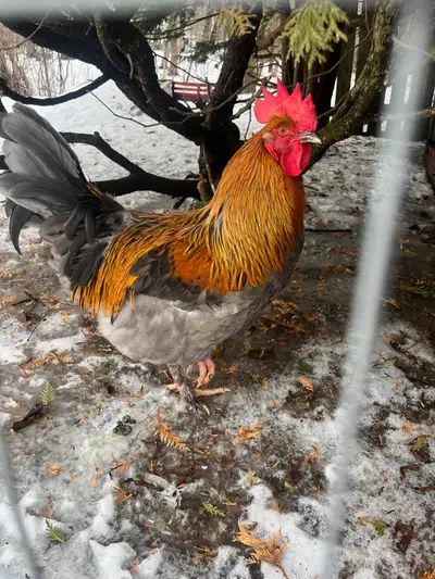 FREE ROOSTER, View more