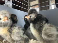 4 Silver laced polish chicks