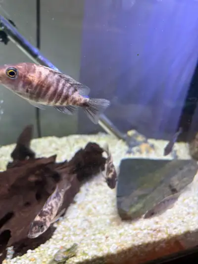 Hi have some female fish for sale 2 FISH and a can of premium Royal menu food for only $20 While sup...