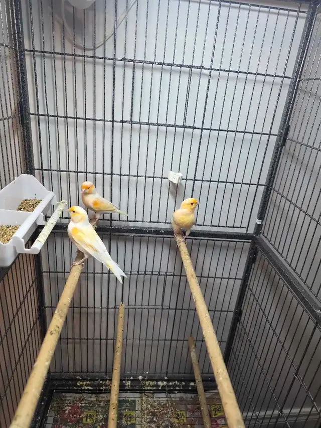 canaries for sale | Birds for Rehoming | Hamilton | Free local ...