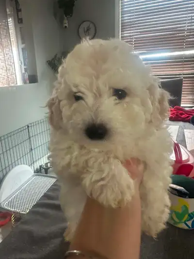 bichon frise, View more