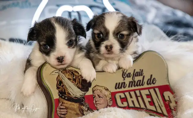 Mignon chihuahua poil long très attachant in Dogs & Puppies for Rehoming in Longueuil / South Shore - Image 3