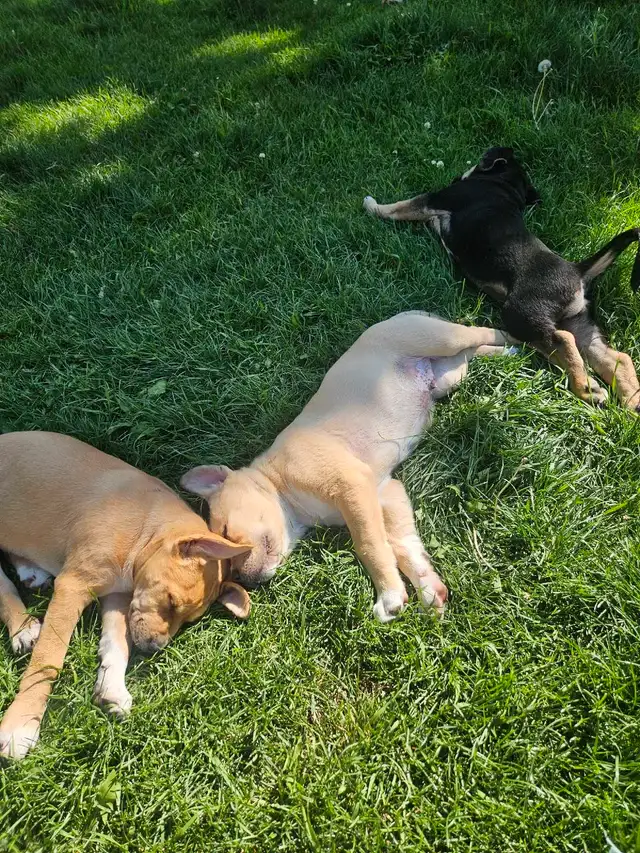 Puppies READY THIS WEEKEND in Dogs & Puppies for Rehoming in Strathcona County - Image 5