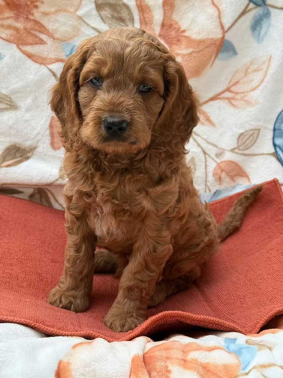 mini cockapoo puppies | Dogs & Puppies for Rehoming | City of Montréal ...