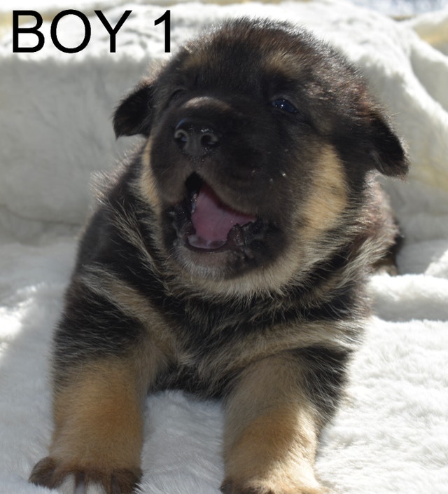 King Shepherd/Akita Puppies Dogs & Puppies for Rehoming Timmins