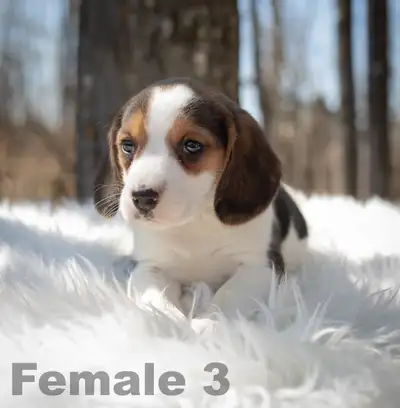 **Male 4 & female 3 are reserved** We are excited to announce the arrival of our newest litter of be...