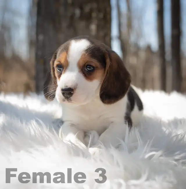 Beagle puppies in Dogs & Puppies for Rehoming in Edmonton - Image 2