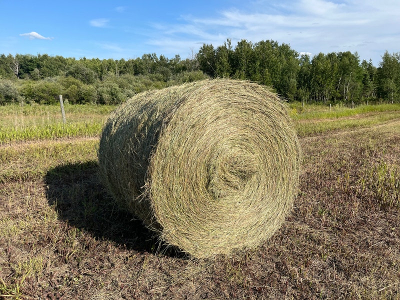 Hay For Sale Livestock Saskatoon Kijiji
