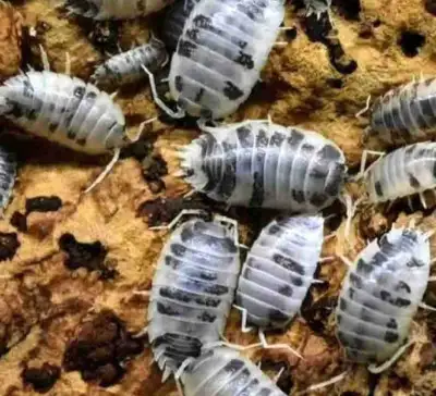 Dairy Cow Isopods, View more