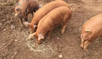 100lb Boar Piglet. About 12 weeks. Was going to keep for breeding but going another route. Pick up L...