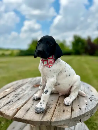 German shorthaired pointer puppies, View more