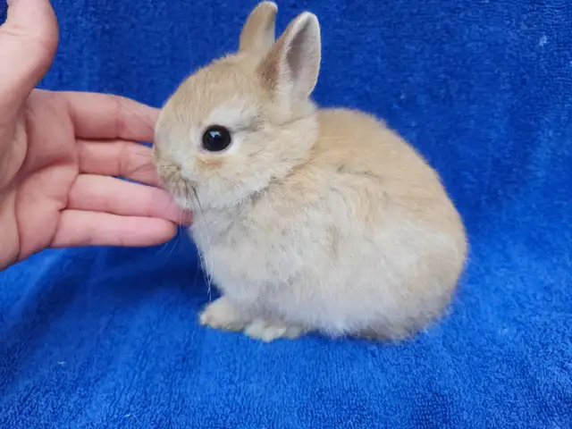 EXTRAORDINARY NETHERLAND DWARF, Mini rex, Holland lop baby bunny in Small Animals for Rehoming in Cape Breton - Image 9